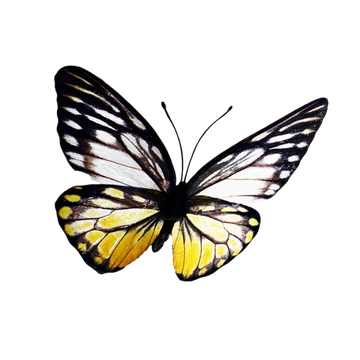 Papillon footer